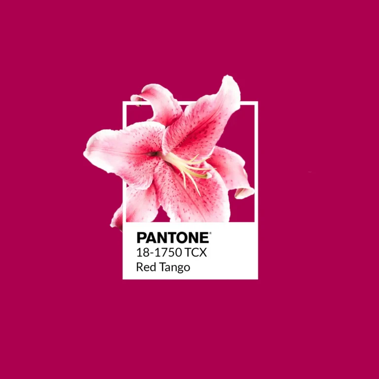 Nuancier Pantone 18-1750 TCX Red Tango avec un lys rose, création graphique de Juliette, bo école